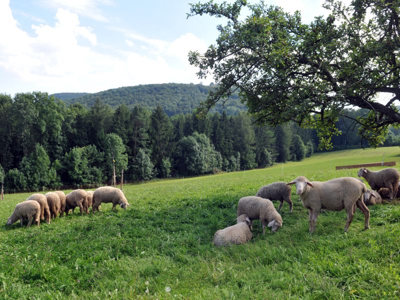  Schafe auf der Weide 