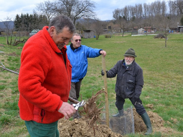1100 Jahre Gingen - Die Gemeinde Gingen an der Fils hat damit begonnen im Jubiläumsjahr 110 neue Obstbäume zu pflanzen. Der Obst- und Gartenbauverein unterstützt die Gemeinde dabei.