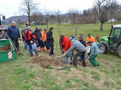 1100 Jahre Gingen - Die Gemeinde Gingen an der Fils hat damit begonnen im Jubiläumsjahr 110 neue Obstbäume zu pflanzen. Der Obst- und Gartenbauverein unterstützt die Gemeinde dabei.